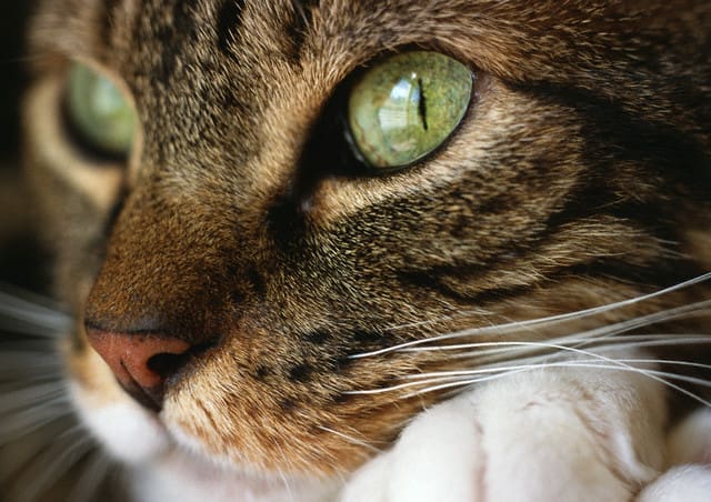 Cat's Face, Close Up.