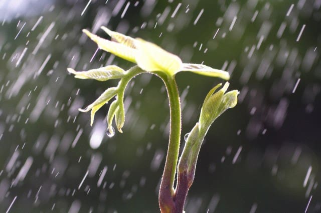 Rain falling on sprouting plant