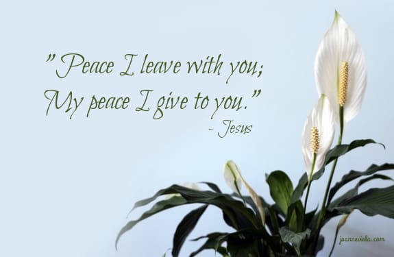 The Sight of a Peace Lily {{Let's Have Coffee}} | Joanne Viola